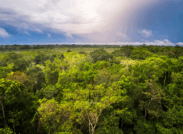 A COP30 e o protagonismo da Região Amazônica dentro da nova economia verde