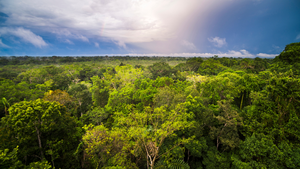 A COP30 e o protagonismo da Região Amazônica dentro da nova economia verde