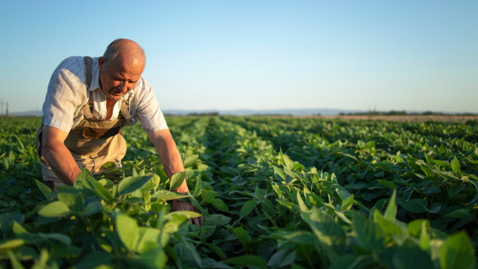 A VEDAÇÃO AO FÓRUM SHOPPING NO PROCESSO DE RECUPERAÇÃO JUDICIAL DO PRODUTOR RURAL
