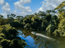 Créditos de carbono e restauração na Amazônia inovação traz desafios