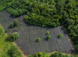 Créditos de Carbono: uma alternativa estratégica para a rentabilidade do agronegócio brasileiro
