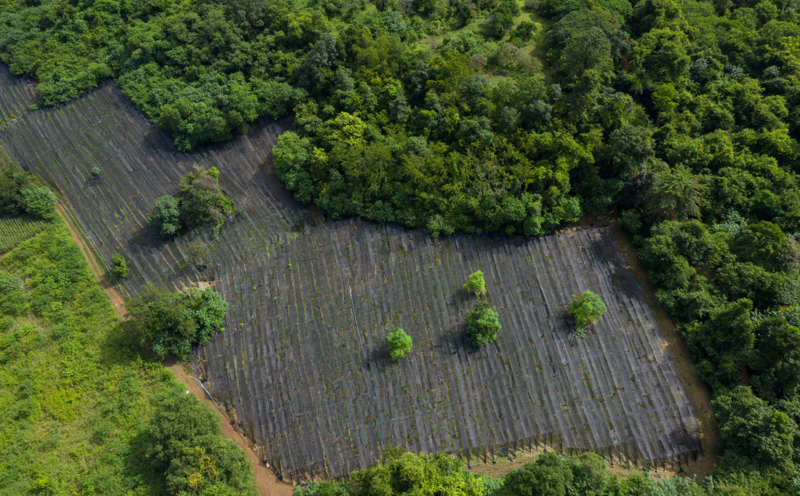 Créditos de Carbono: uma alternativa estratégica para a rentabilidade do agronegócio brasileiro