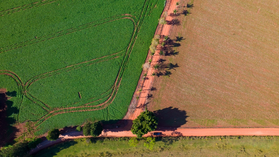 Vista de cima de um campo de plantação de soja dividido ao meio por uma estrada de terra